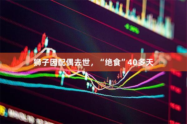 狮子因配偶去世，“绝食”40多天